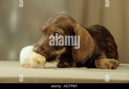 Drahthaar Dackel und Küken Stockfoto