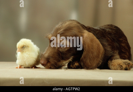 Drahthaar Dackel und Küken Stockfoto