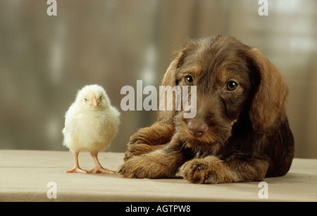 Drahthaar Dackel und Küken Stockfoto