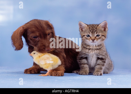 Hund, Küken und Kätzchen Stockfoto