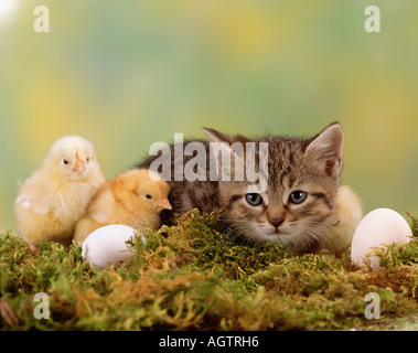 Kätzchen und Küken Stockfoto