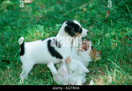 Parson Jack Russell Terrier Stockfoto