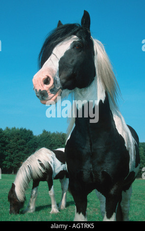 Irish Tinker Pony Stockfoto