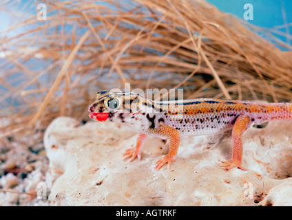 Frage mich, Gecko / riesigen Frosch Auge Gecko Stockfoto