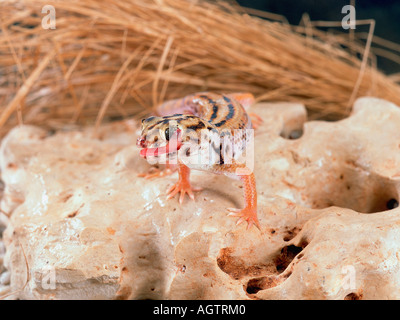 Frage mich, Gecko / riesigen Frosch Auge Gecko Stockfoto