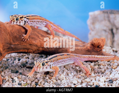 Riesiger Frosch Auge Gecko / Wunder Gecko Stockfoto