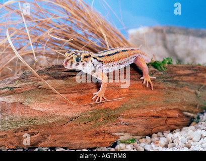 Riesiger Frosch Auge Gecko / Wunder Gecko Stockfoto