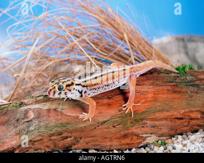 Riesiger Frosch Auge Gecko / Wunder Gecko Stockfoto