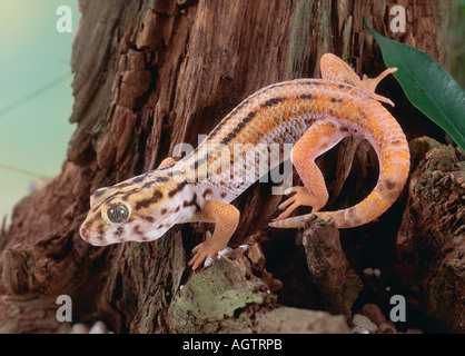 Frage mich, Gecko / riesigen Frosch Auge Gecko Stockfoto