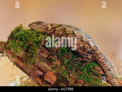 Spalt Spiny Lizard Stockfoto