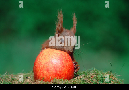 Eichhörnchen Stockfoto