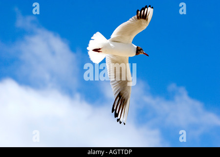 Eine Möwe fliegt über der Nordsee an der Küste von Frankreich Stockfoto