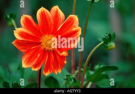 Dahlia Stockfoto