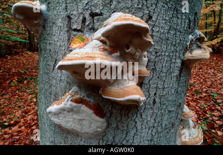 HUF-Pilz Stockfoto