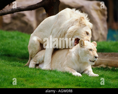 White Lion Stockfoto