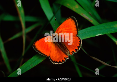 Knappen Kupfer Stockfoto