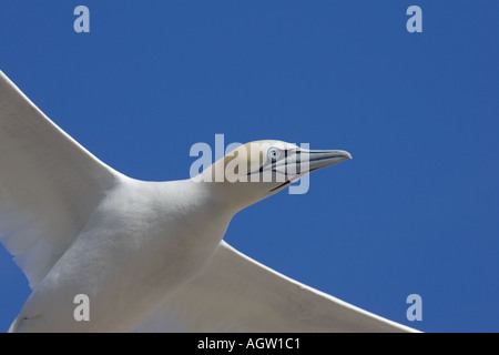 Fliegen Tölpel in enger Stockfoto