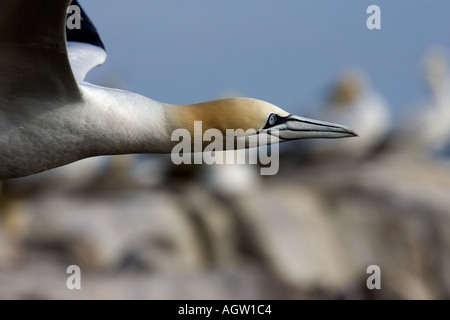 Fliegende Tölpel in Nahaufnahme, Great Saltee Islands, Irland. Stockfoto