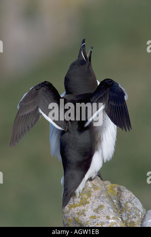 Tordalk Flügel oben, Great Saltee Islands, Irland. Stockfoto