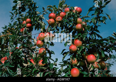 Äpfel am Baum / Cox Stockfoto