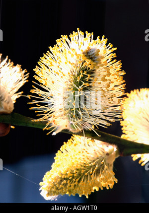 Goat Willow / Great fahl Stockfoto