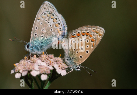 Gemeinsamen blau Stockfoto