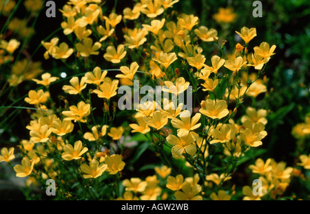 Gelber Flachs Stockfoto