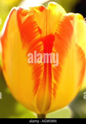 Nahaufnahme von bunte Tulpe Canyon Road, Santa Fe, New Mexico, USA Stockfoto