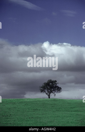 Ein einsamer Eiche Baum im Bereich von Kalifornien Zentralküste. Stockfoto