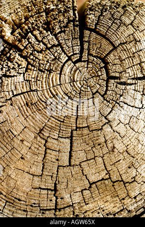 Toter Baum stumpf Querschnitt mit getrockneten rissige Holz Cerillos New Mexico USA Stockfoto