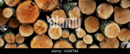 Haufen von Holz / Holzstapel Stockfoto