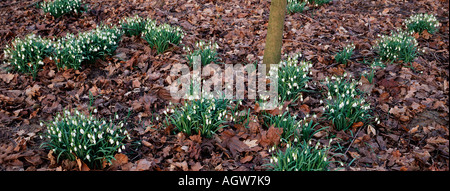 Schneeglöckchen / Schneegloeckchen Stockfoto