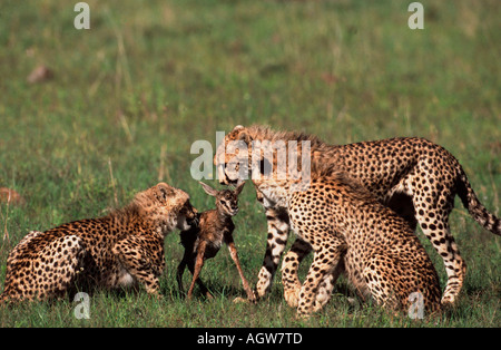 Gepard Stockfoto