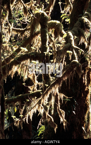 Sitka-Fichte Stockfoto