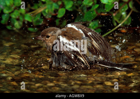 Buchfink / Buchfink Stockfoto