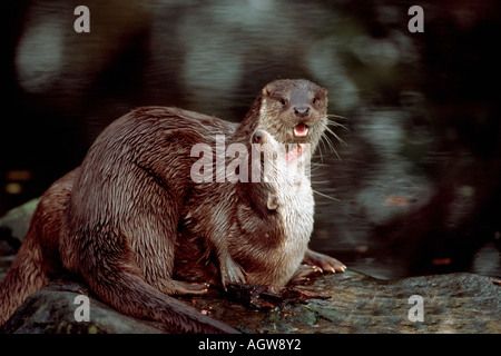 Europäische Otter / Europaeischer Fischotter Stockfoto