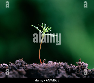 Coast Redwood / Sequoia Stockfoto