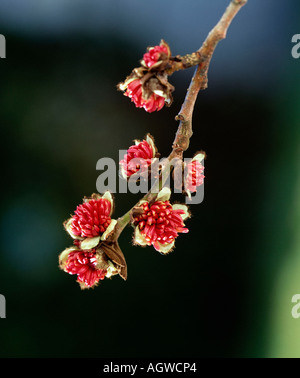 Persische Ironwood Stockfoto