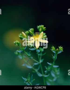 Perforieren Johanniskraut / Tuepfeljohanniskraut / Echtes Johanniskraut Stockfoto