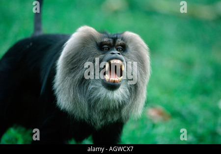 Löwe-tailed Macaque / Bartaffe / Wanderu Stockfoto