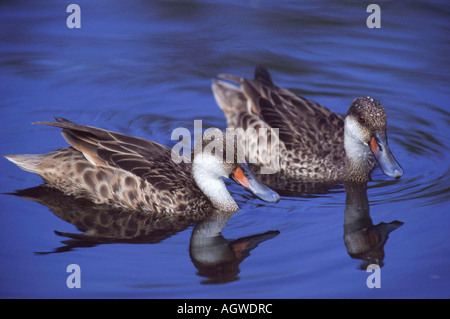 Galapagos-weiße-cheeked Pintail / Galapagos Pintail / Bahamaente Stockfoto