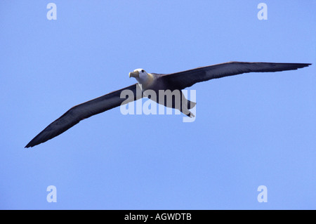 Winkte Albatross / Galapagos-Albatros Stockfoto