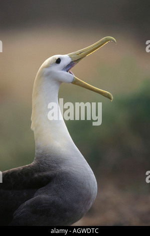 Winkte Albatross / Galapagos-Albatros Stockfoto