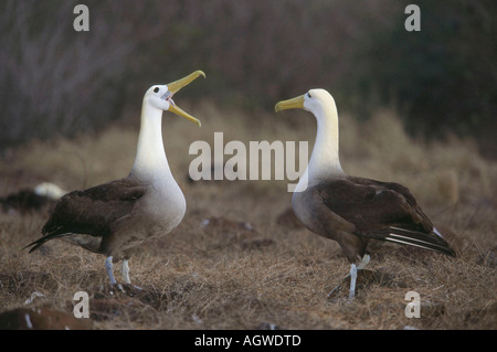 Winkte Albatross / Galapagos-Albatros Stockfoto