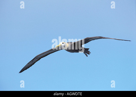 Winkte Albatross / Galapagos-Albatros Stockfoto