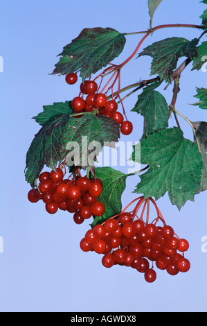 Guelder Rose / gemeinen Schneeball Stockfoto