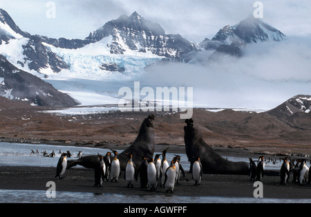 Südlichen See-Elefanten / König Pinguin Stockfoto