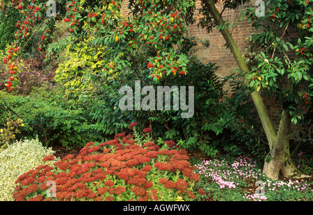 Herbst Grenze Zwergmispel Cornubia Sedum Beeren Alpenveilchen Voranbau Stockfoto