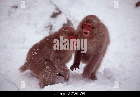 Japanischen Makaken / Rotgesichtsmakake / Schneeaffe Stockfoto