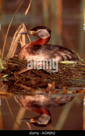 Red-necked Grebe / Rothalstaucher Stockfoto